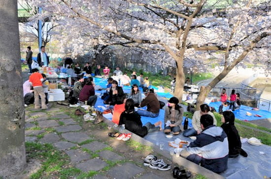 第51回「文化から学ぶ韓国語」～美しい桜の中でお花見～05