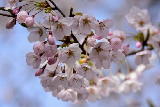 第51回「文化から学ぶ韓国語」～美しい桜の中でお花見～07