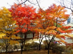 紅葉