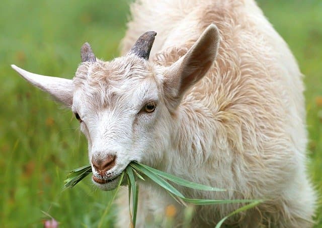 study_sound_goat